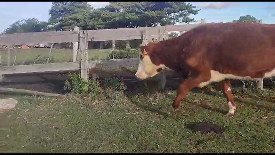 Lote 15 vacas de invernada