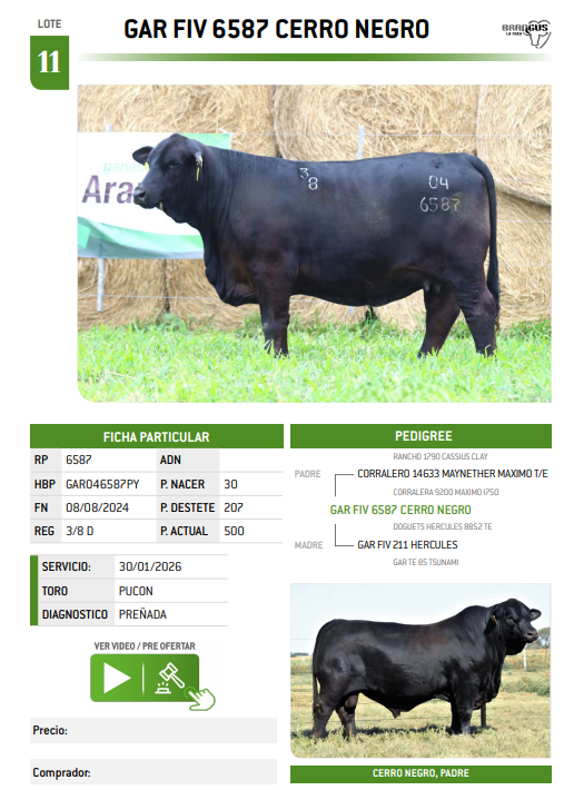 Lote LOTE 11