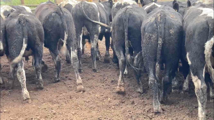 Lote 20 Novillo Gordo en Melipilla, Región Metropolitana