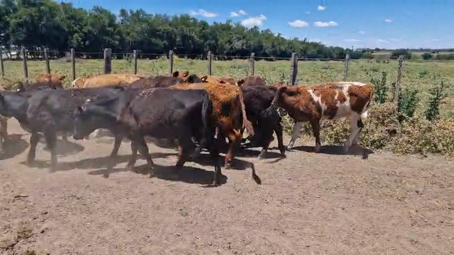 Lote 15 Terneros a remate en Ultima pantalla del año - Escritorio Camy, San José