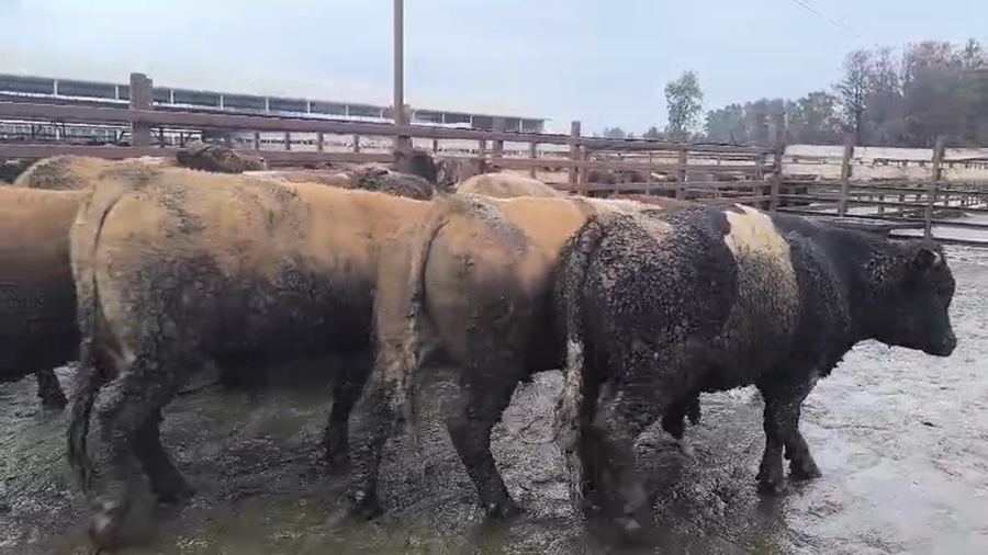 Lote 20 Novillo Gordo en Los Ángeles, VIII Región Biobío