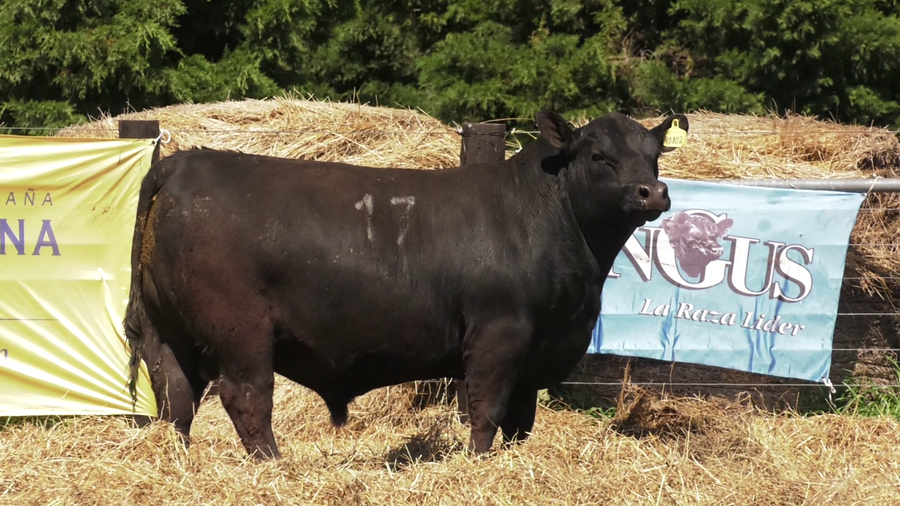 Lote TOROS ANGUS PURO CONTROLADO
