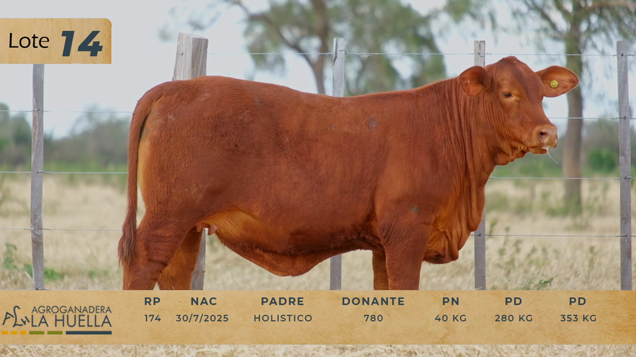 Lote LOTE 14