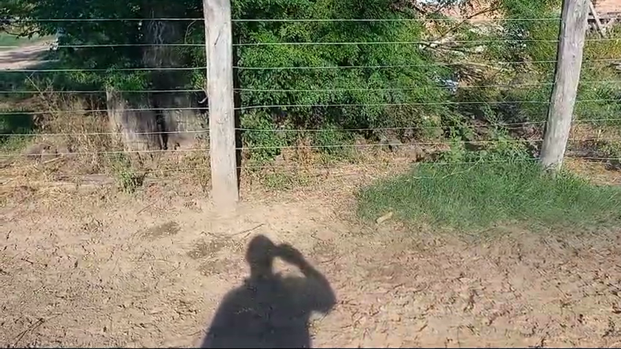 Lote 12 NOVILLITOS HOLANDO ARGENTINO EN COL ALDAO, SANTA FE