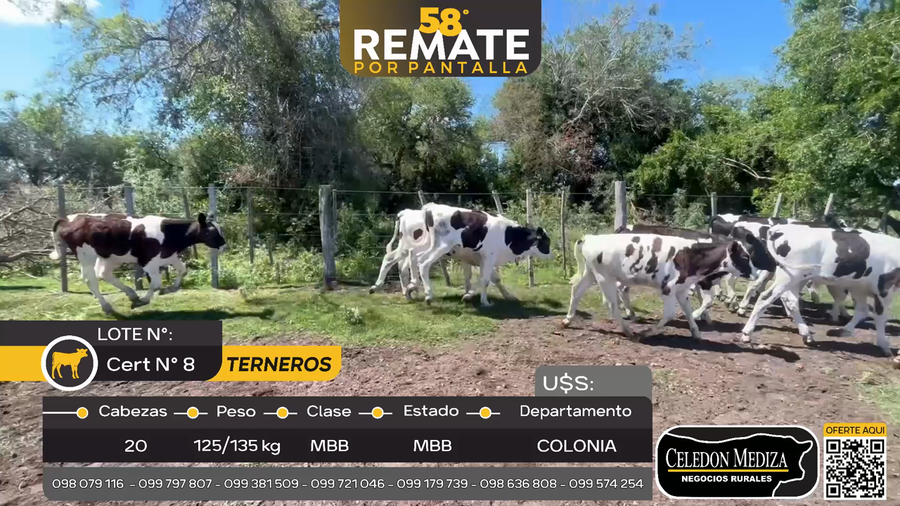 Lote 20 Terneros en Artilleros, Colonia