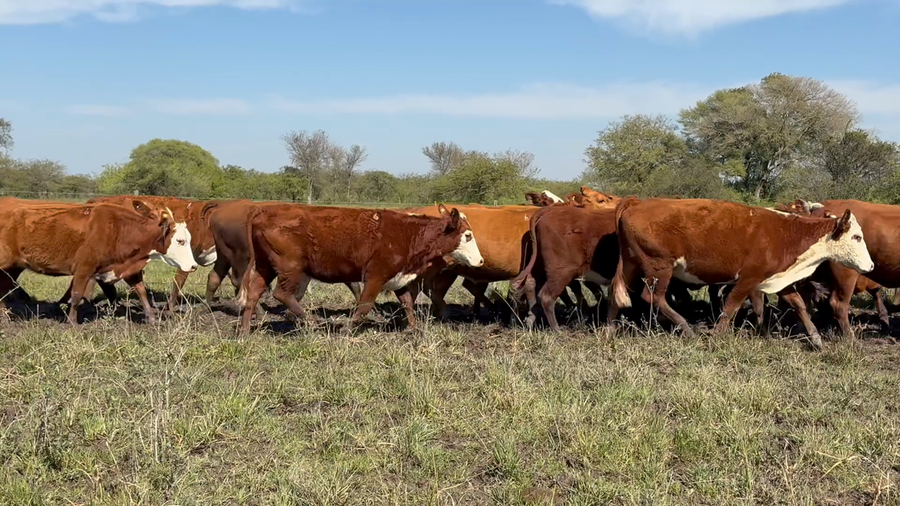 Lote 78 Vaquillonas C/ gtia de preñez en Corrientes, San Cosme