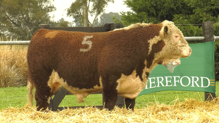 Lote TOROS HEREFORD PURO REGISTRADOS