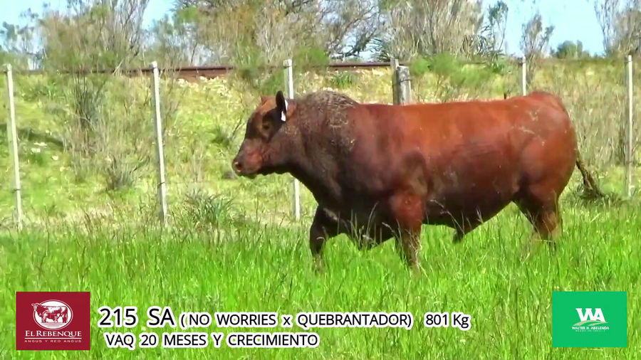 Lote Toros a remate en Angus el Rebenque  en Asociación Rural de Florida