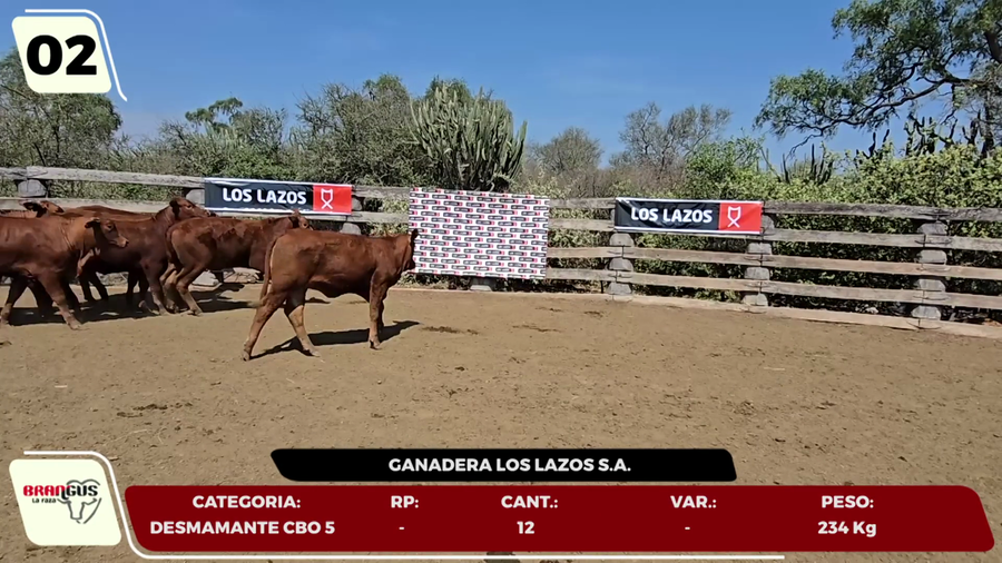 Lote LOTE 2- EN VIVO