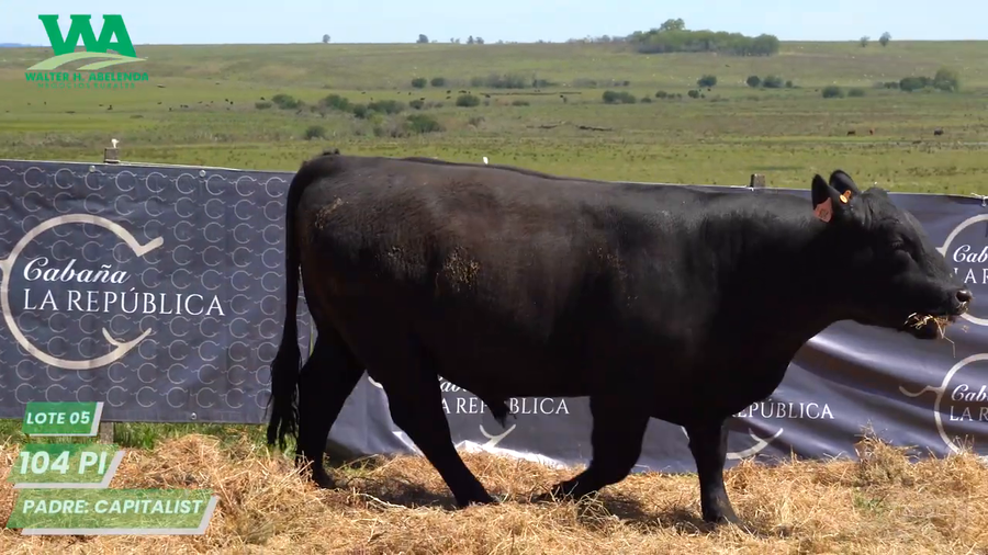 Lote (Eliminado)3 Toros a remate en Cabaña La Republica, Tacuarembó