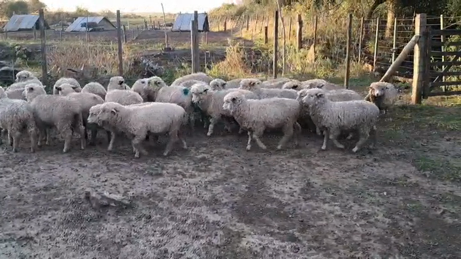 Lote CORDEROS