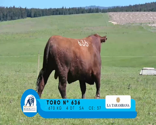 Lote TORO 636