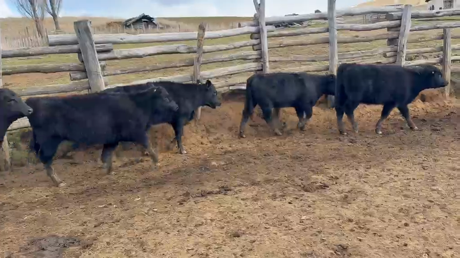 Lote 45 Ternera en Coyhaique, XI Región Aysén