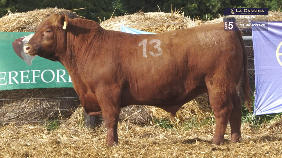 Lote TOROS ANGUS PURO CONTROLADO