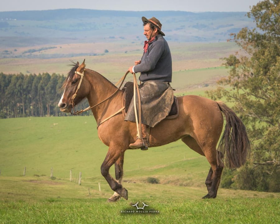 Lote Criollos da Fronteira El Gavilán Jimenita  RP: 355