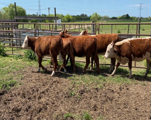 Lote (Vendido)6 Terneras HE X RA a remate en #11 Remate de Pantalla 188kg - , Canelones