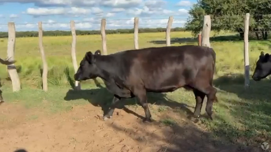 Lote 40 Vacas Preñadas