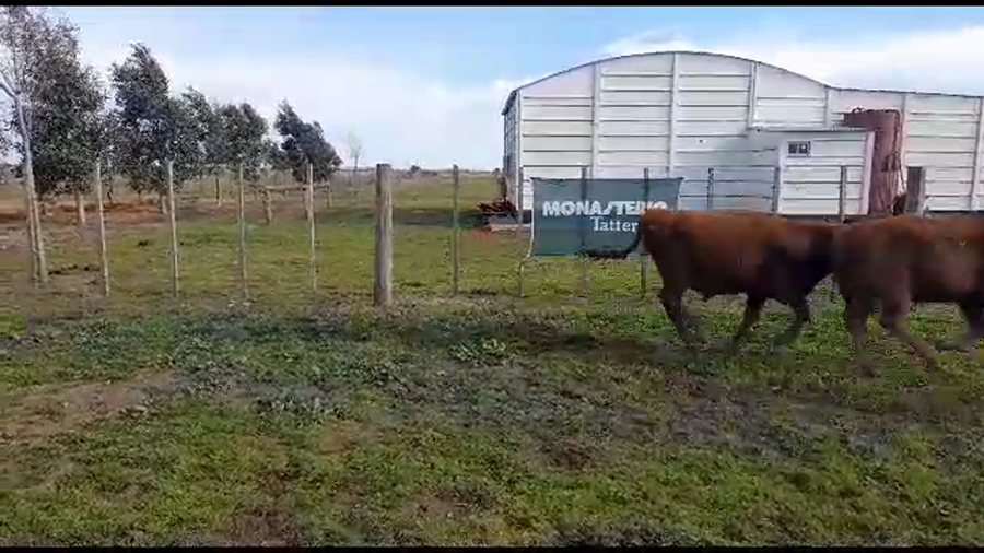 Lote 10 Novillitos en Benito Juárez, Buenos Aires