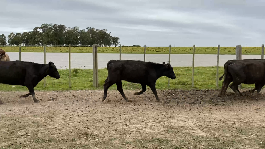 Lote 54 Vacas de Invernada en Costas de Ayala, Treinta y Tres