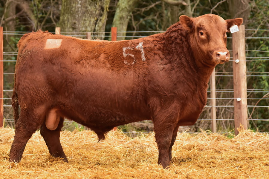 Lote TOROS ANGUS PC