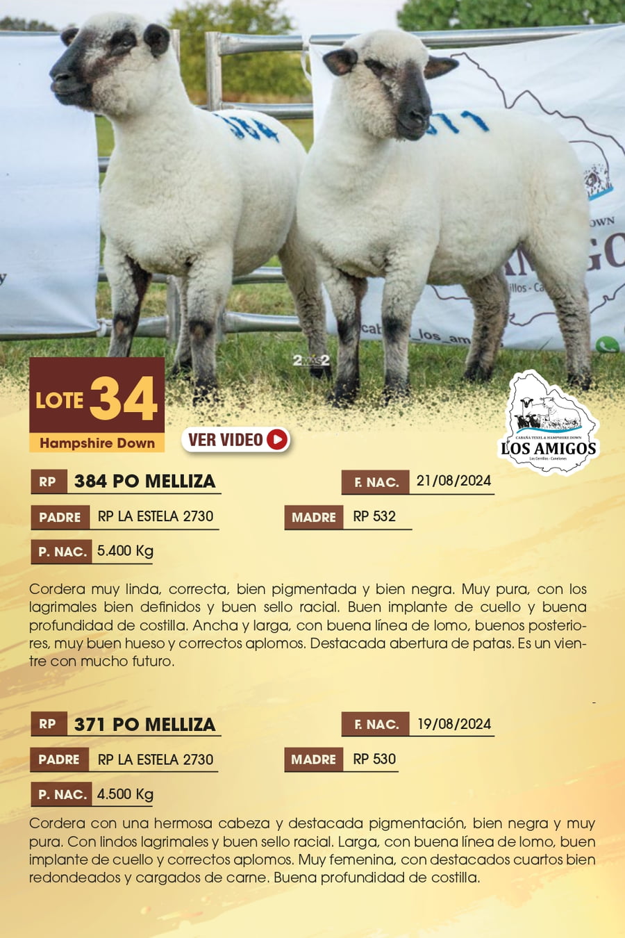 Lote 34 - Hampshire Down