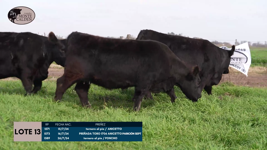 Lote 1 (UNA) HEMBRA PURA DE PEDIGREE A ELECCION (se entrega despues de expo junin)