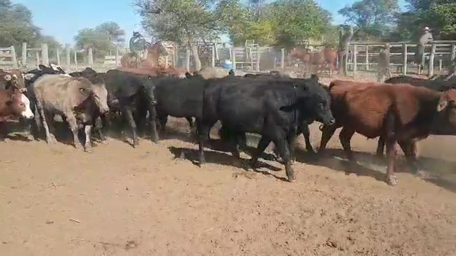 Lote 60 Vaquillonas en Vilelas, Santiago del Estero