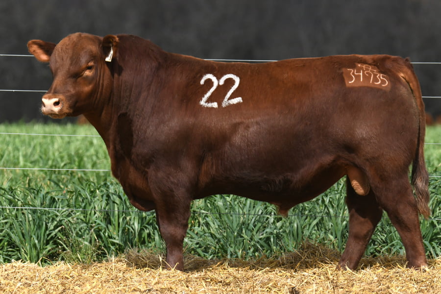 Lote TORO ANGUS PC