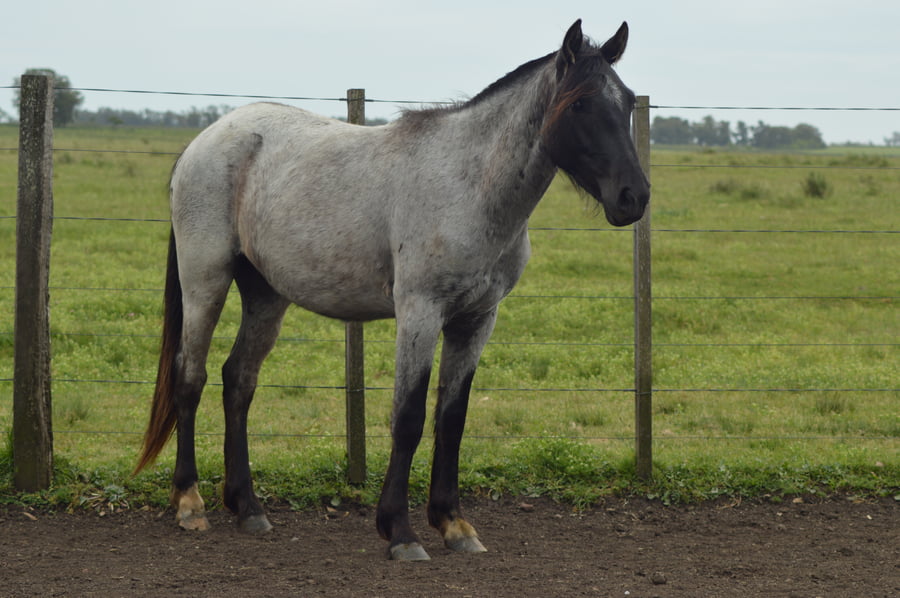 Lote PIPE DEL ARERUNGUA