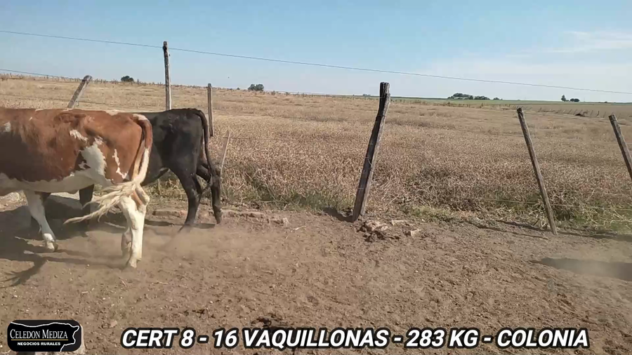 Lote 16 Vaquillonas 1 a 2 años en La Horqueta, Colonia