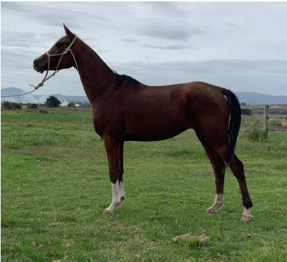 Lote DYWAN DEL TIMOTE