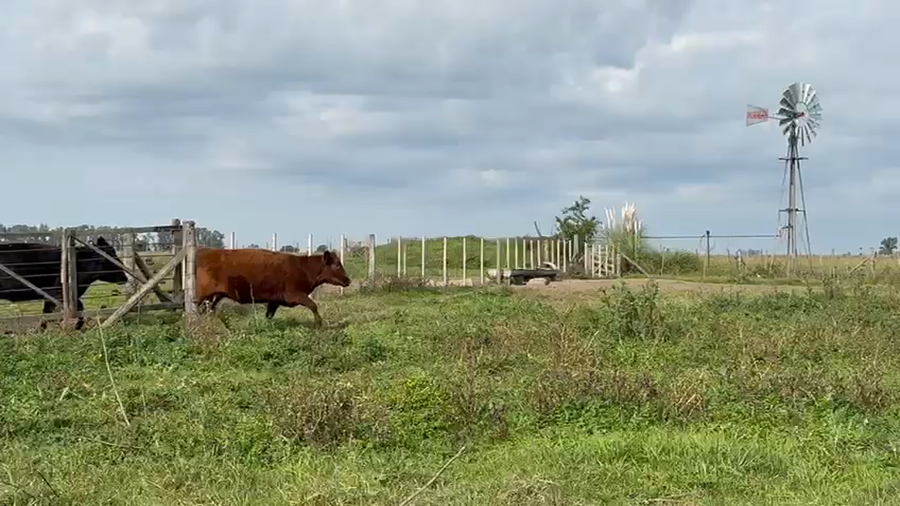 Lote 40 AL CORTE NUEVAS