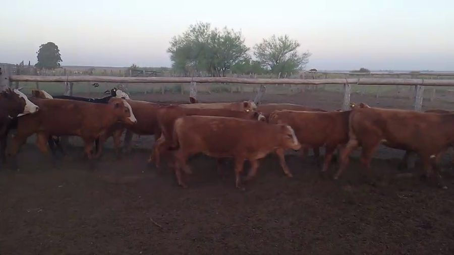 Lote 30 Terneros en Corrientes, Paso de Los Libres