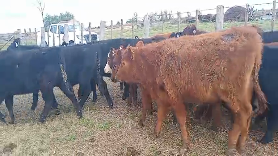 Lote 48 terneros/as