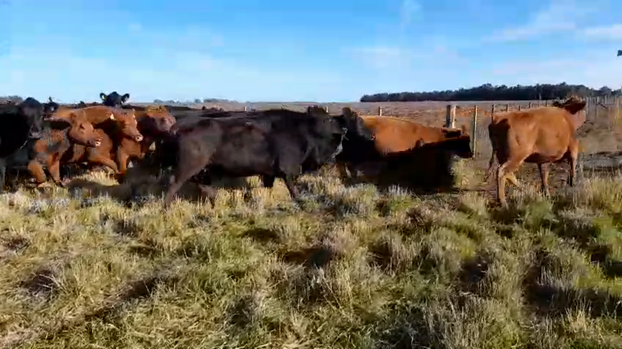 Lote 34 Vacas nuevas C/ gtia de preñez en Buenos Aires, San Cayetano
