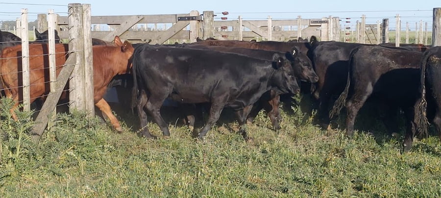 Lote 25 Vaquillonas P/ entorar en Tres Arroyos, Buenos Aires