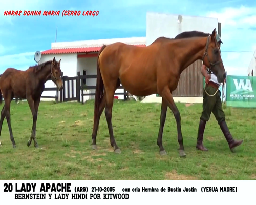 Lote LADY APACHE (ARG)