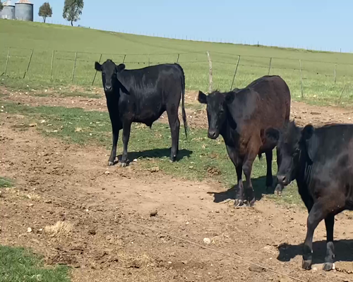 Lote Novillitos y vaquillonas en Tres Arroyos, Buenos Aires