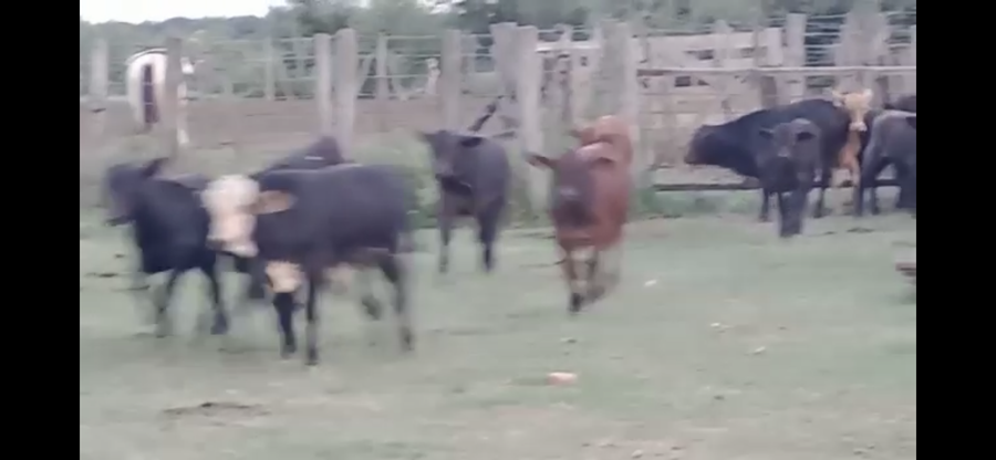 Lote 70 Terneros/as en Santa Fe, Tostado