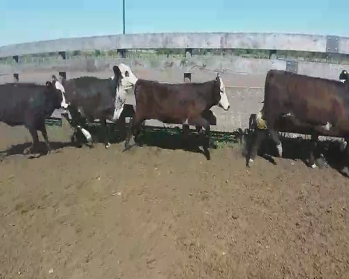 Lote 25 Terneras en Villaguay, Entre Ríos