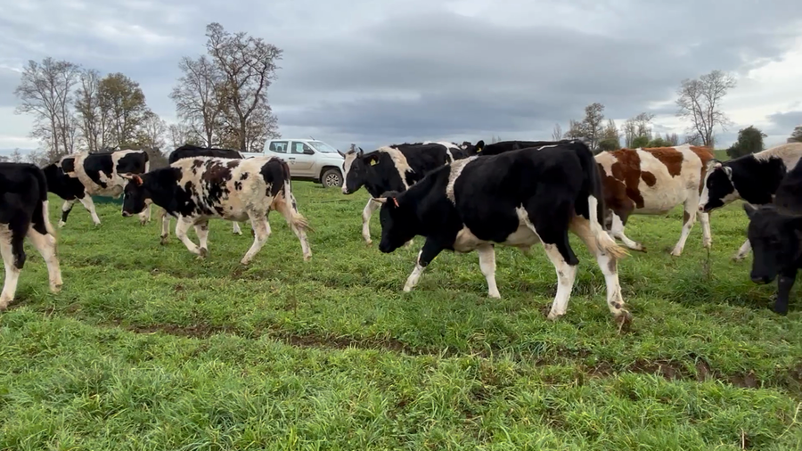 Lote 45 Novillo Gordo en Río Bueno, XIV Región Los Ríos