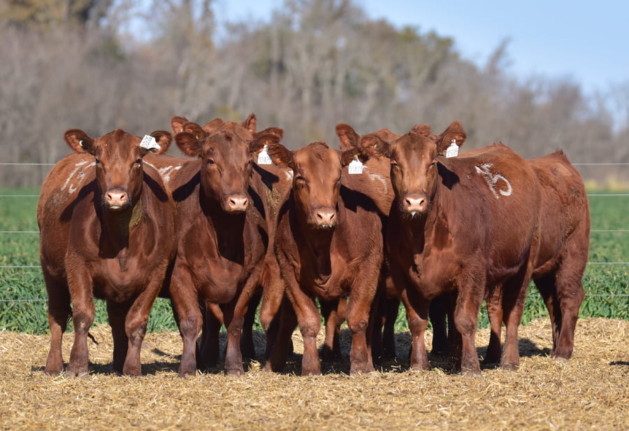 Lote VAQUILLONA ANGUS PC PRIMAVERA