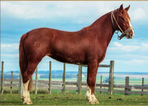 Lote LIGERA DE LA NATIVA