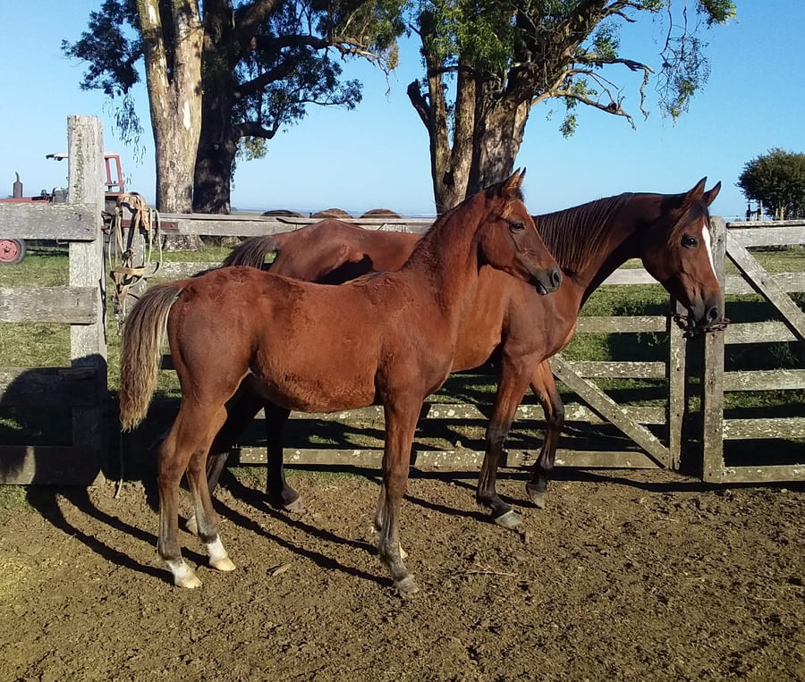 Lote 144 - Fadar Nochero