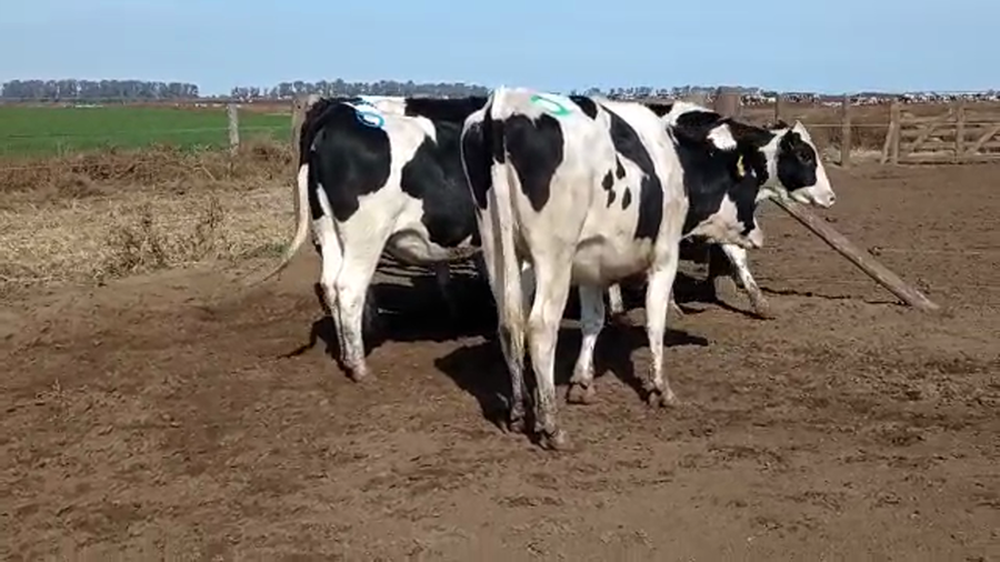 Lote Adeco Agropecuaria