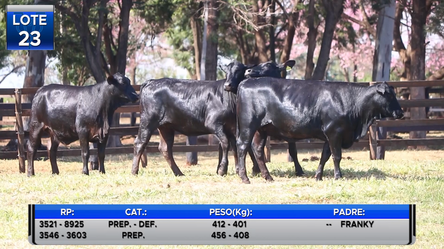 Lote VAQUILLAS BRANGUS PREÑADAS  -LOTE 23