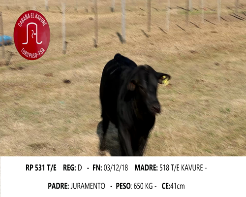 Lote KAVURE 531