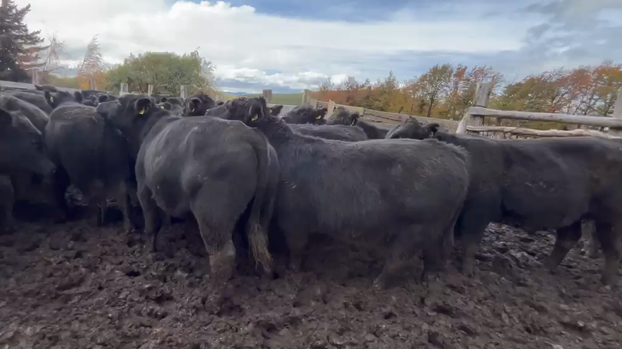 Lote 50 Novillo Engorda en Coyhaique, XI Región Aysén