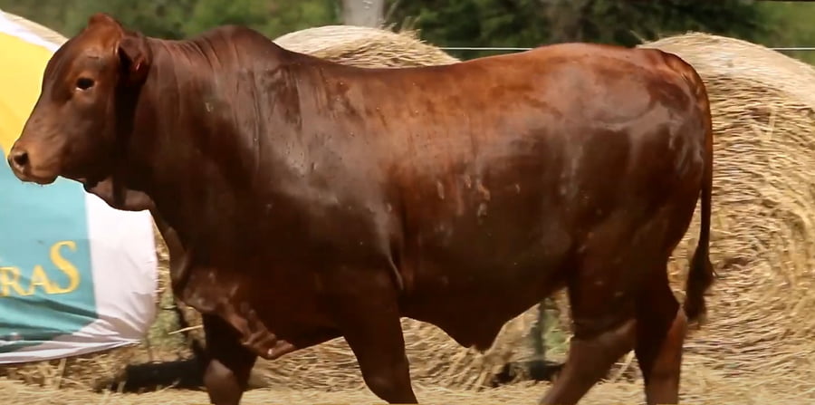 Lote TOROS DE 2 AÑOS