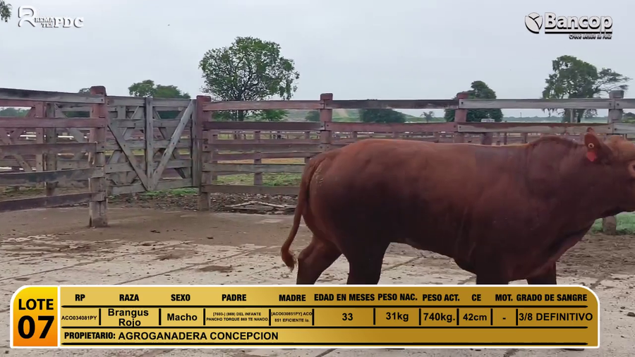 Lote Toros Brangus Rojo a remate en Viernes 30 de mayo- Remates PDC, Alto Paraguay